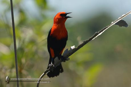 Federal (Scarlet-headed Blackbird) Amblyramphus holosericeus