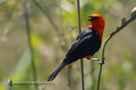 Federal (Scarlet-headed Blackbird) Amblyramphus holosericeus