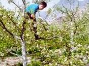 CHINA: POLINIZAN MANO FLORES MANZANA POLLINATES HAND APPLE BLOSSOMS (Span Eng)