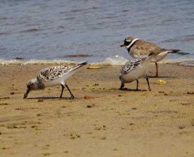 Van llegando, al fin.