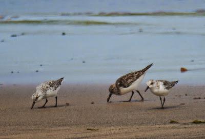 Van llegando, al fin.