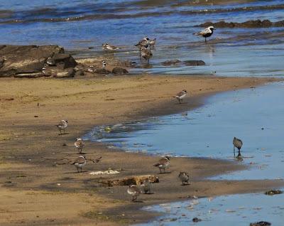 Van llegando, al fin.