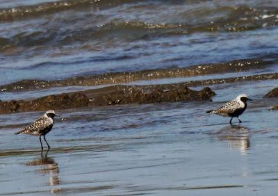 Van llegando, al fin.