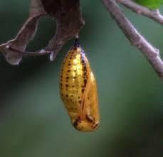 sueño con metamorfosis