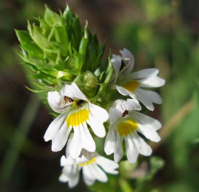 farmaceuticainmavinue