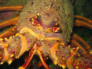 SUBMARINISMO EN MILFORD SOUND (PIOPIOTAHI)