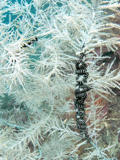 SUBMARINISMO EN MILFORD SOUND (PIOPIOTAHI)