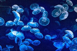 Amoniaco para las picaduras de medusa