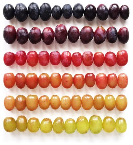 Foto de degradados de uvas de Brittany Wright