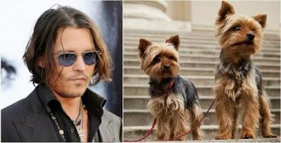 Australia deporta a los perros de Johnny Depp