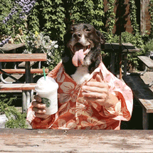 Starbucks lanza una colección de gifs llenos de gatitos, unicornios y mucho más