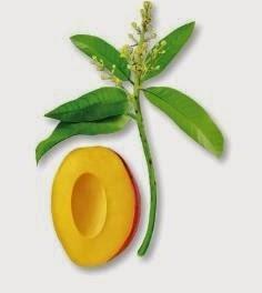 La gama a la Manteca de Mango de KLORANE – para el cabello seco