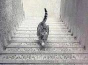 ¿Este gato hacia arriba abajo escalera?