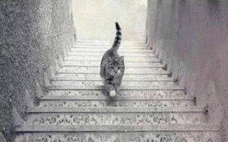 cat_optical_illusi_3262859b