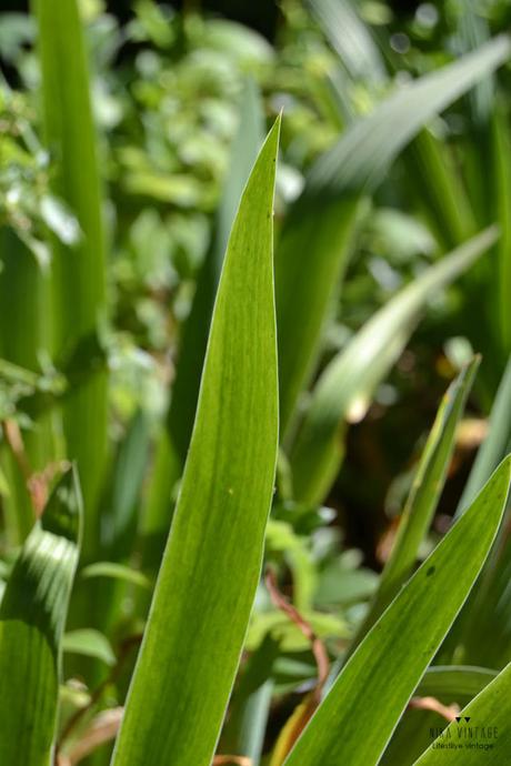fotografia, hoy compartimos, verde, naturaleza