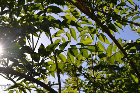 fotografia, hoy compartimos, verde, naturaleza