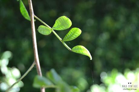 fotografia, hoy compartimos, verde, naturaleza