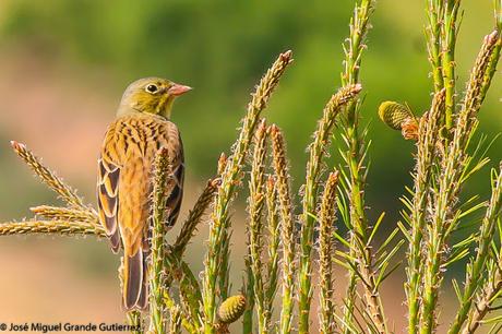 NAVARRE MOUNTAIN BIRDS AIBAR-AVES DE NAVARRA MONTAÑA DE AIBAR