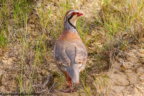 NAVARRE MOUNTAIN BIRDS AIBAR-AVES DE NAVARRA MONTAÑA DE AIBAR