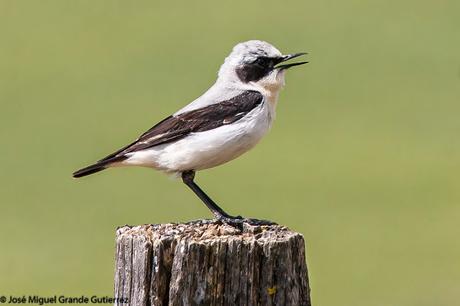 NAVARRE MOUNTAIN BIRDS AIBAR-AVES DE NAVARRA MONTAÑA DE AIBAR