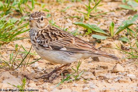 NAVARRE MOUNTAIN BIRDS AIBAR-AVES DE NAVARRA MONTAÑA DE AIBAR