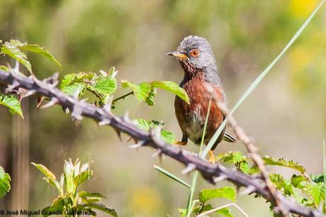 NAVARRE MOUNTAIN BIRDS AIBAR-AVES DE NAVARRA MONTAÑA DE AIBAR