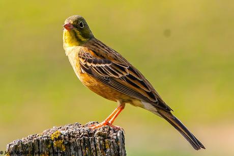 NAVARRE MOUNTAIN BIRDS AIBAR-AVES DE NAVARRA MONTAÑA DE AIBAR