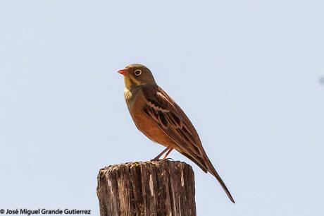 NAVARRE MOUNTAIN BIRDS AIBAR-AVES DE NAVARRA MONTAÑA DE AIBAR