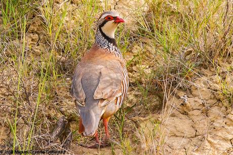 NAVARRE MOUNTAIN BIRDS AIBAR-AVES DE NAVARRA MONTAÑA DE AIBAR
