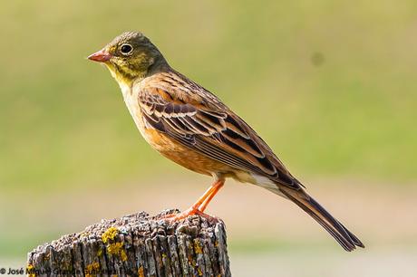 NAVARRE MOUNTAIN BIRDS AIBAR-AVES DE NAVARRA MONTAÑA DE AIBAR