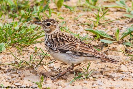 NAVARRE MOUNTAIN BIRDS AIBAR-AVES DE NAVARRA MONTAÑA DE AIBAR