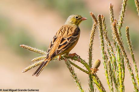 NAVARRE MOUNTAIN BIRDS AIBAR-AVES DE NAVARRA MONTAÑA DE AIBAR