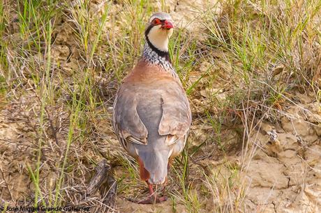 NAVARRE MOUNTAIN BIRDS AIBAR-AVES DE NAVARRA MONTAÑA DE AIBAR