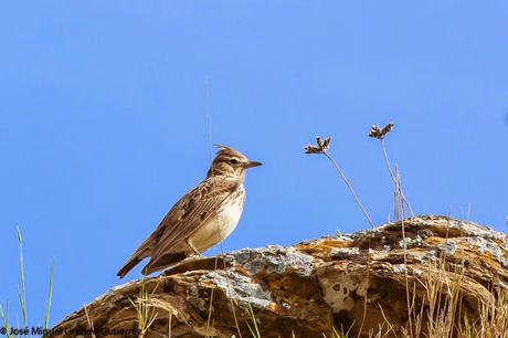 NAVARRE MOUNTAIN BIRDS AIBAR-AVES DE NAVARRA MONTAÑA DE AIBAR