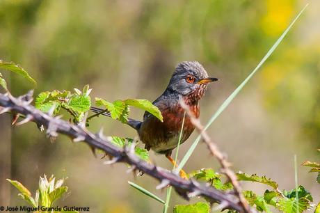 NAVARRE MOUNTAIN BIRDS AIBAR-AVES DE NAVARRA MONTAÑA DE AIBAR