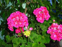 Algunas curiosidades al soñar con geranios. sueño con geranios