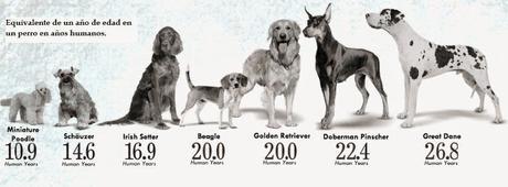 calcular la edad de los perros