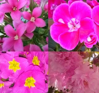 Las flores: colores y sensaciones.