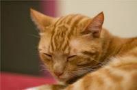 (#reseña) Mi hermana vive sobre...., de Annabel Pitcher