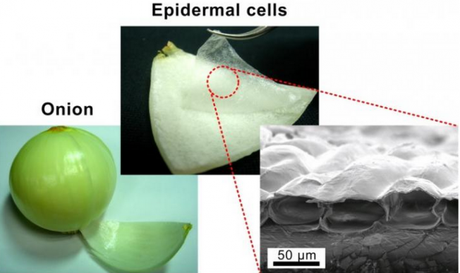 Logran crear músculo artificial a partir de… ¡cebollas! Logran crear músculo artificial a partir de… ¡cebollas!