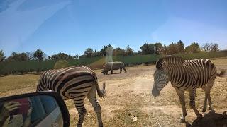 Pasamos el día en el Safari de Madrid