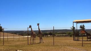 Pasamos el día en el Safari de Madrid