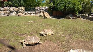 Pasamos el día en el Safari de Madrid