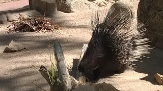 Pasamos el día en el Safari de Madrid