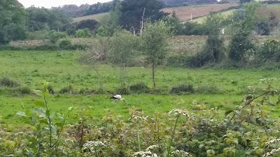 La cigüeña no verás...