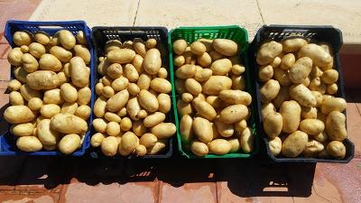 RECOLECCION DE PATATAS PRIMAVERA 2015