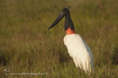 Yabirú (Jabiru) Jabiru mycteria