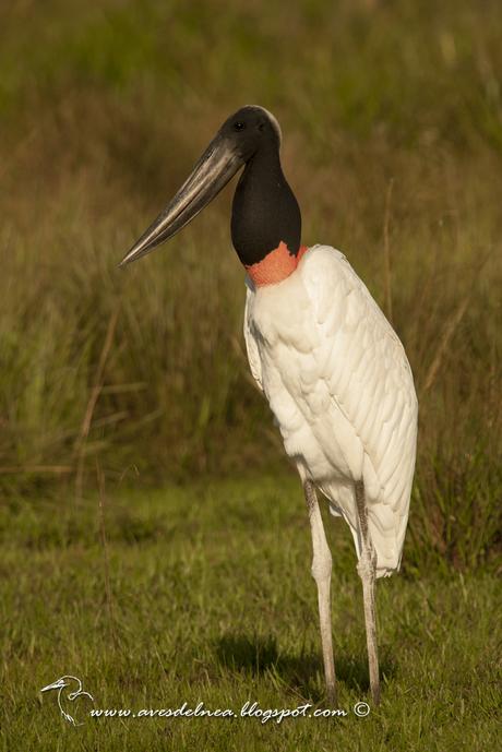 Yabirú (Jabiru) Jabiru mycteria