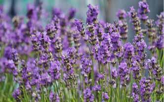 Oídos tapados: destápalos con lavanda