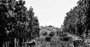 vinos-naturales-principal